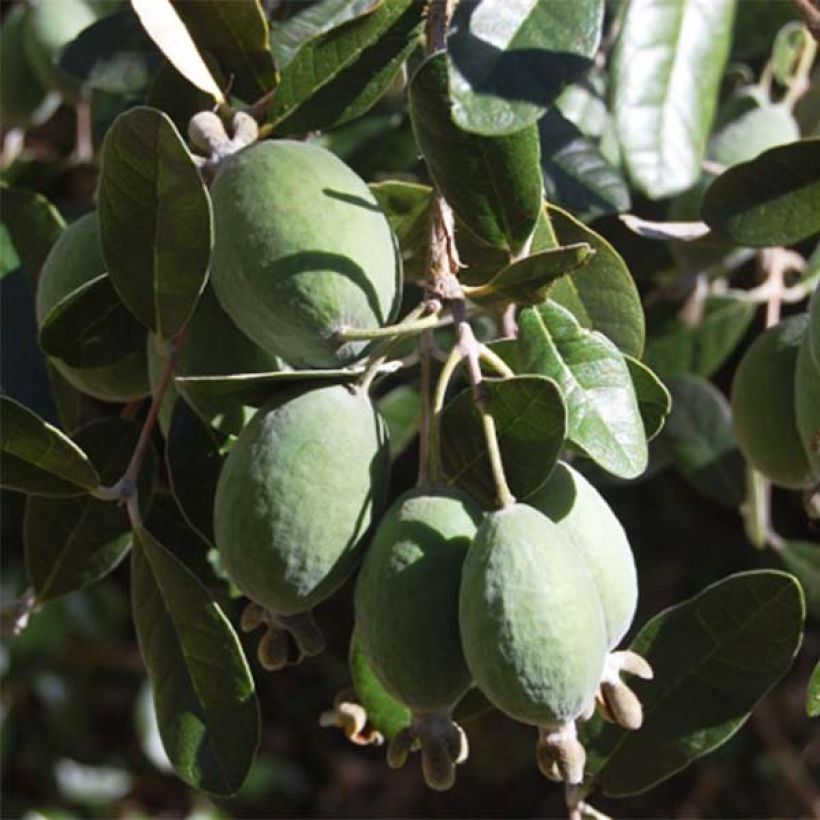 Acca sellowiana - Goyavier du Brésil (Harvest)