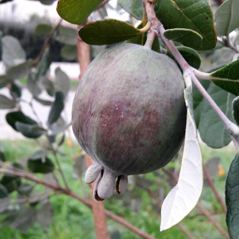 Feijoa ou Acca sellowiana Apollo - Goyavier du Brésil (Harvest)