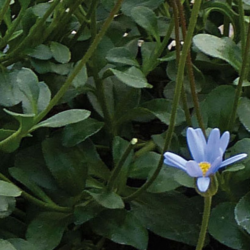 Felicia Forever Blue - Agathea bleu (Foliage)