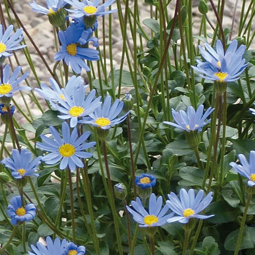 Felicia Forever Blue - Agathea bleu (Flowering)