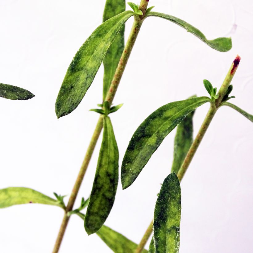 Felicia amelloides - Aster du Cap (Foliage)