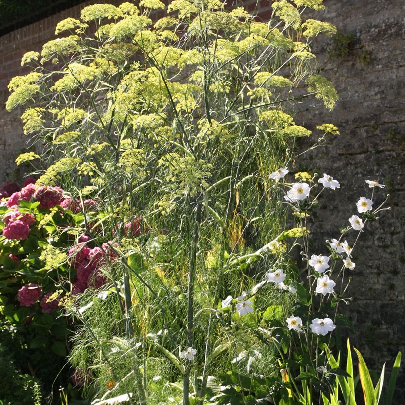 Fenouil - Foeniculum vulgare (Plant habit)