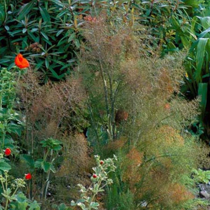 Fenouil Bronze (Plant habit)