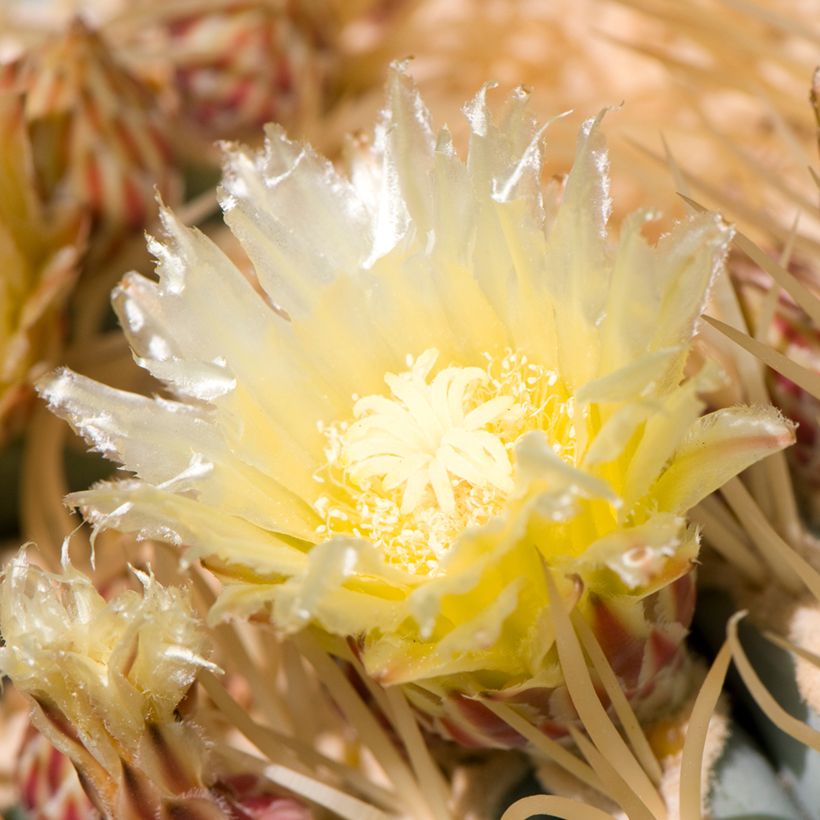 Ferocactus glaucescens - Cactus tonneau (Flowering)