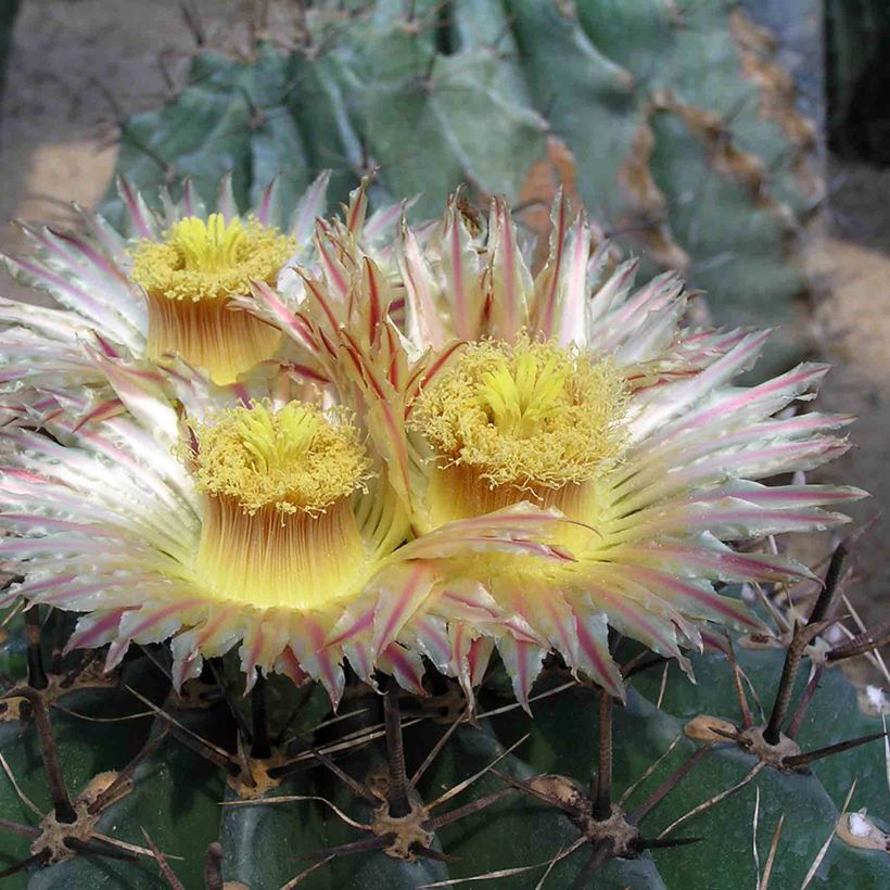 Ferocactus horridus - Cactus tonneau (Flowering)