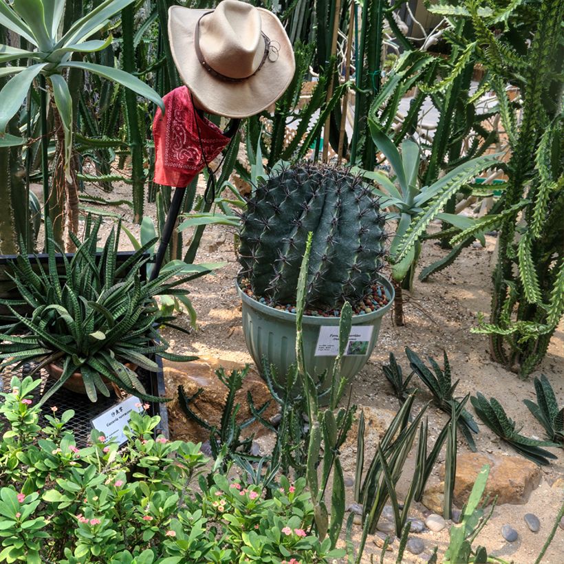 Ferocactus horridus - Cactus tonneau (Plant habit)