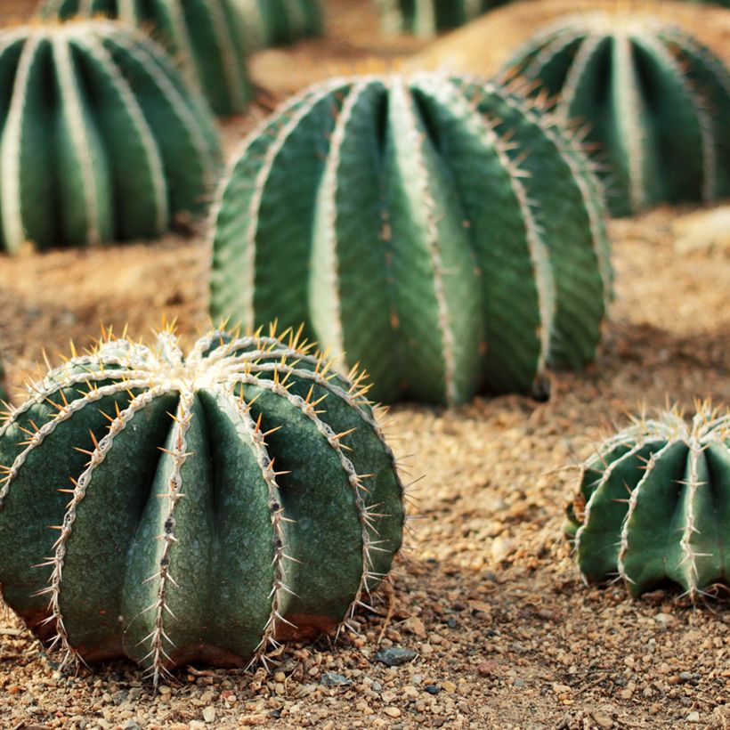 Ferocactus schwarzii - Cactus barrique (Plant habit)