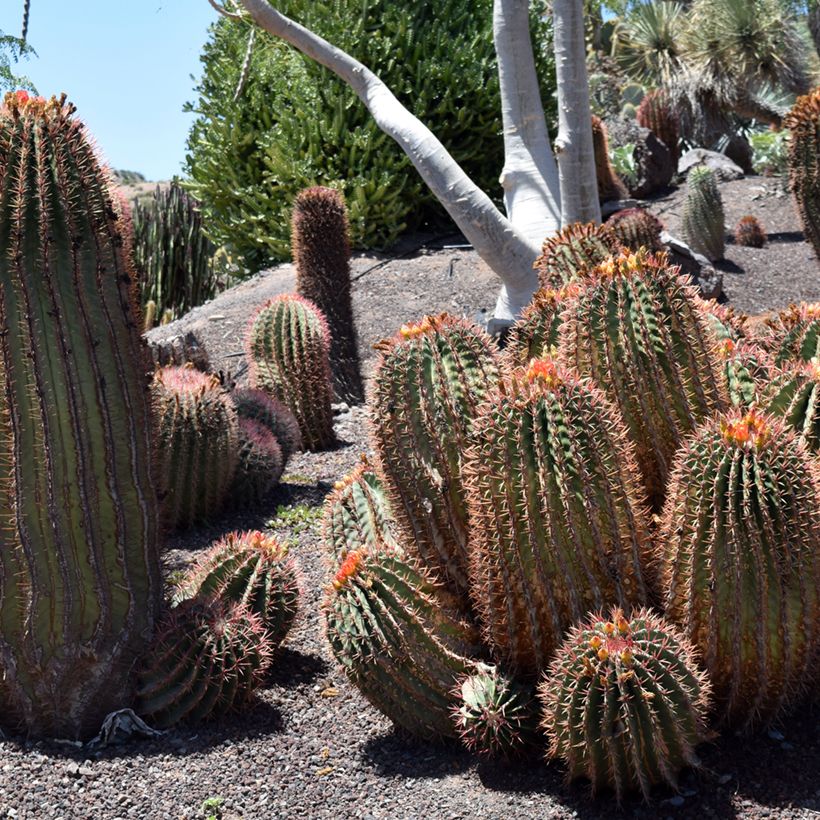 Ferocactus stainesii var. pilosus - Cactus (Plant habit)