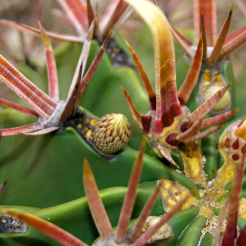 Ferocactus latispinus - Cactus tonneau (Foliage)