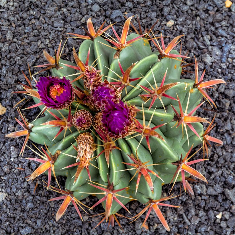 Ferocactus latispinus - Cactus tonneau (Flowering)