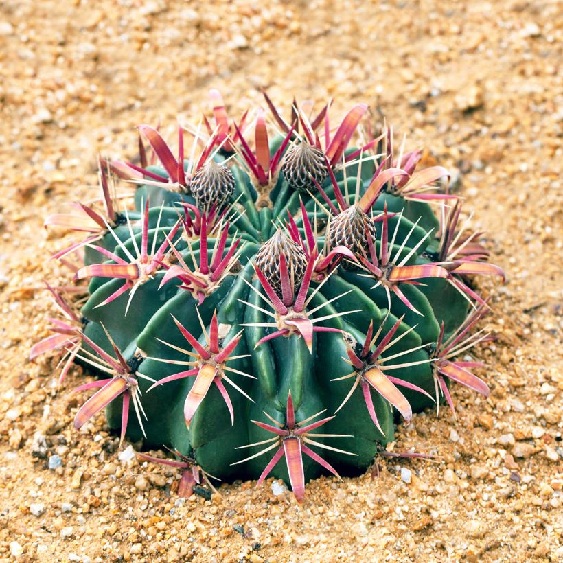 Ferocactus latispinus - Cactus tonneau (Plant habit)