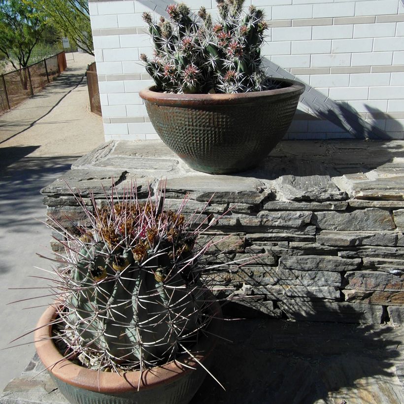 Ferocactus rectispinus - Cactus tonneau (Plant habit)