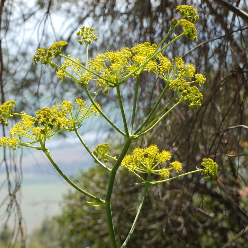 Ferula communis - Grande férule (Flowering)