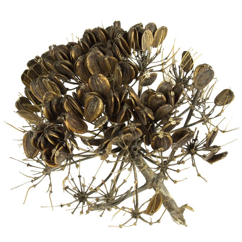 Ferula communis - Grande férule (Harvest)