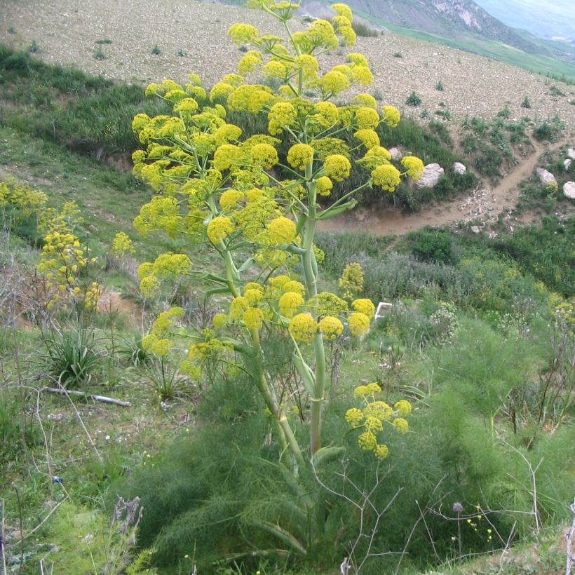 Ferula communis - Grande férule (Plant habit)