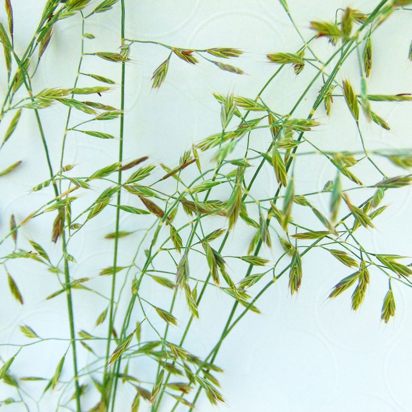 Festuca filiformis - Fétuque à feuilles capillaires (Flowering)