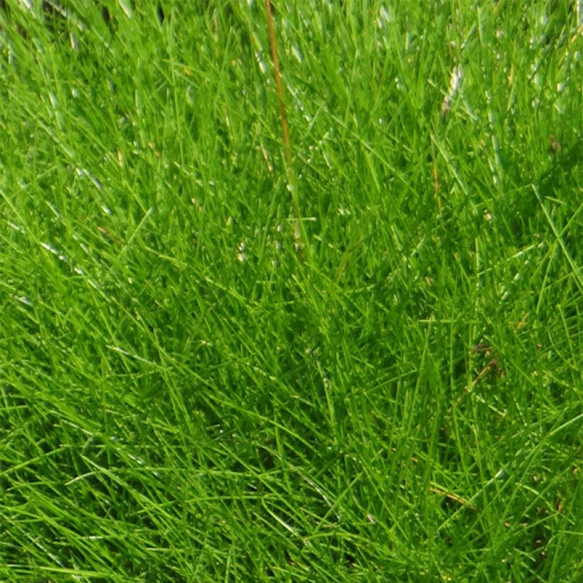 Festuca gautieri - Fétuque de Gautier (Foliage)