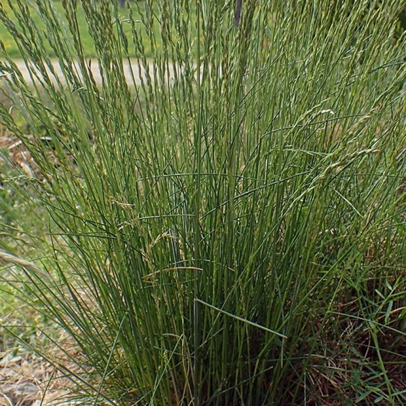Fétuque des moutons - Festuca ovina (Foliage)