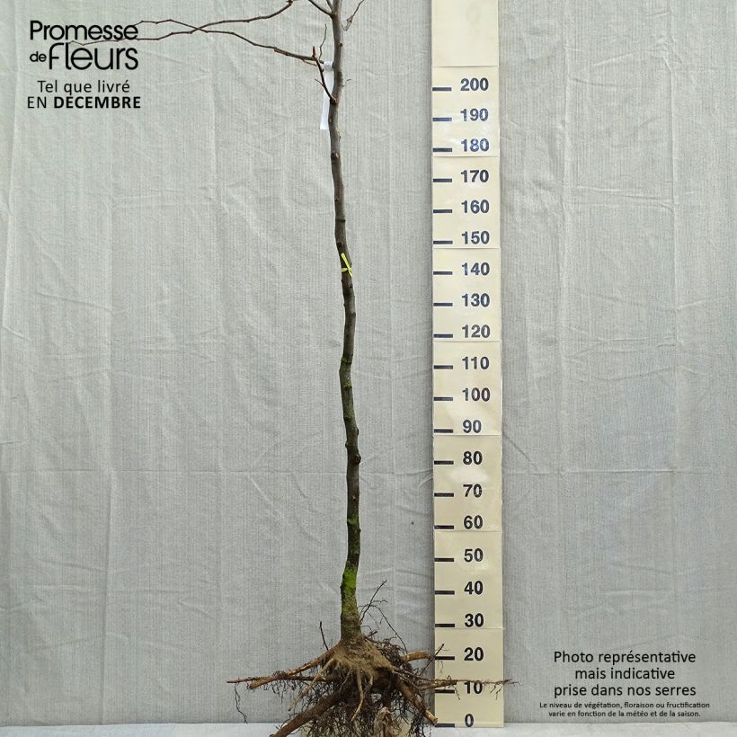 Example of Févier d'Amérique doré - Gleditsia triacanthos Sunburst Grandes Racines nues, Haute-Tige as you get in hiver