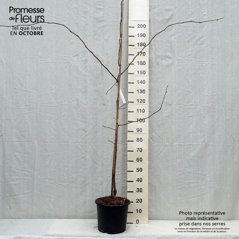 Example of Févier d'Amérique doré - Gleditsia triacanthos Sunburst Pot de 7,5L/10L, Baliveau as you get in automne