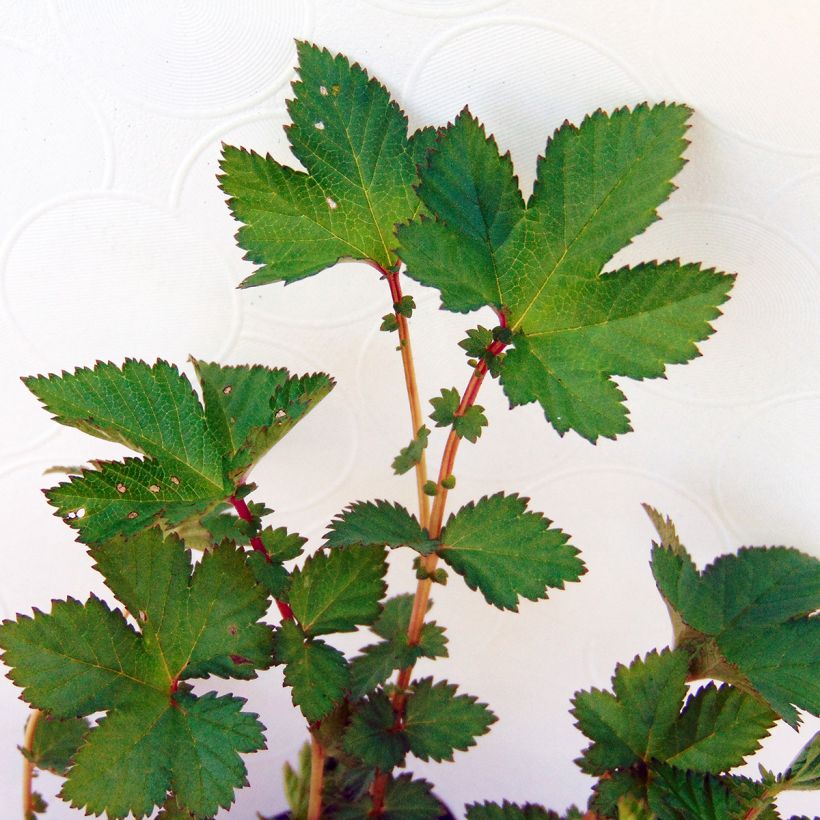 Filipendula Kahome, Reine des prés (Foliage)