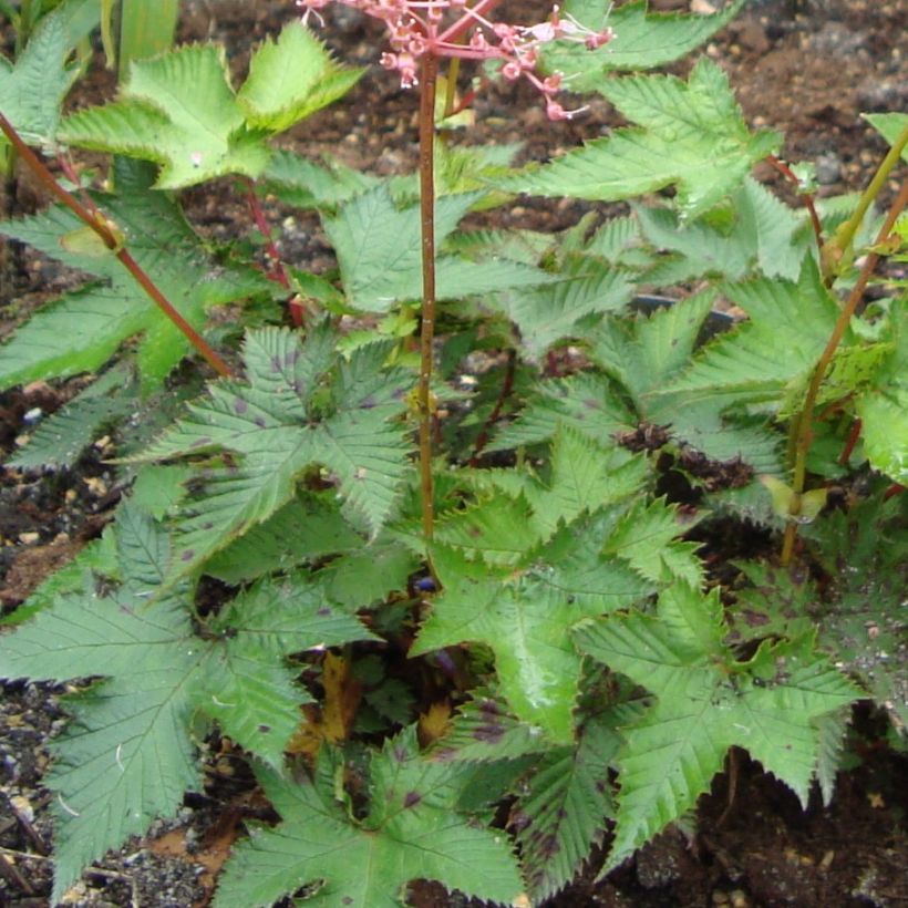 Filipendula multijuga, Reine des prés (Foliage)