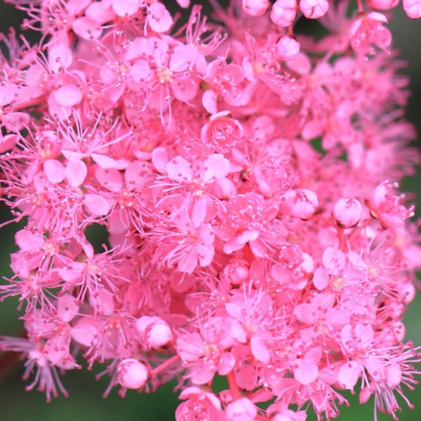 Filipendula multijuga, Reine des prés (Flowering)