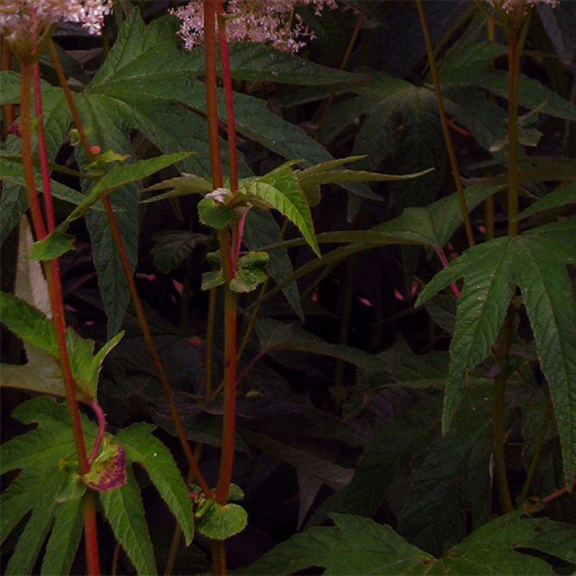 Filipendula palmata - Filipendule palmée (Foliage)