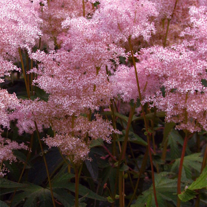 Filipendula palmata - Filipendule palmée (Flowering)