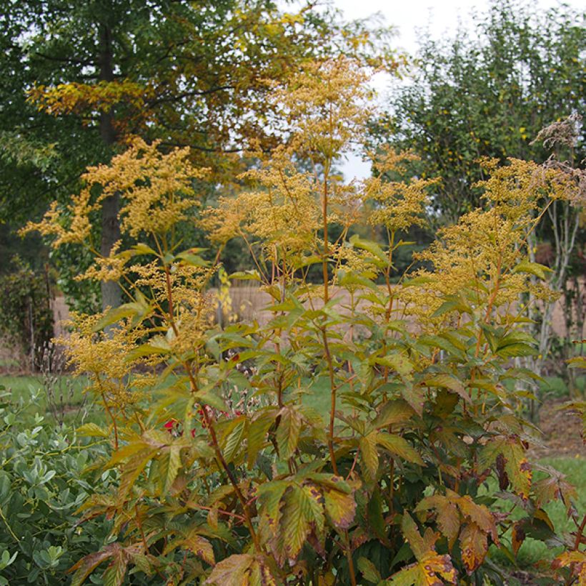 Filipendula purpurea Alba - Reine des prés (Plant habit)
