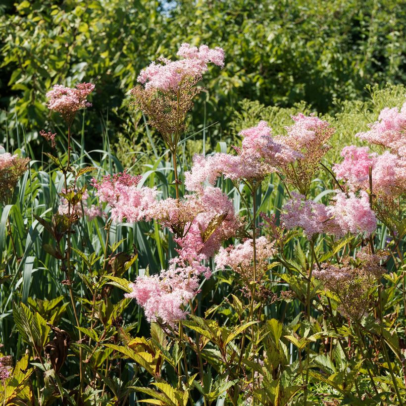 Filipendula rubra Venusta - Reine des prés (Plant habit)