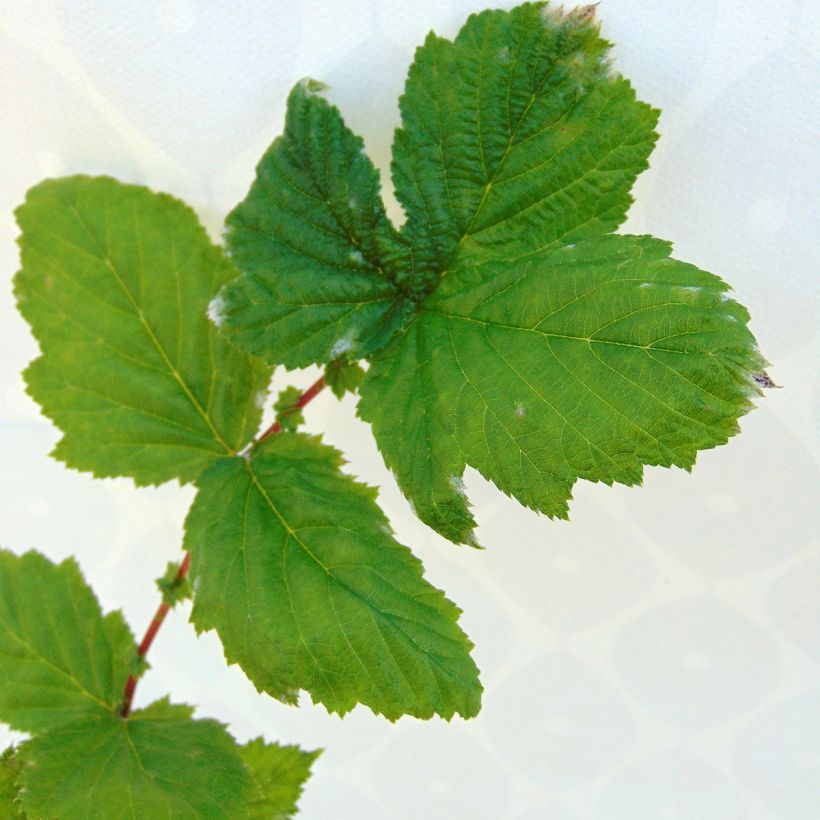 Filipendula ulmaria Plena - Reine des prés (Foliage)