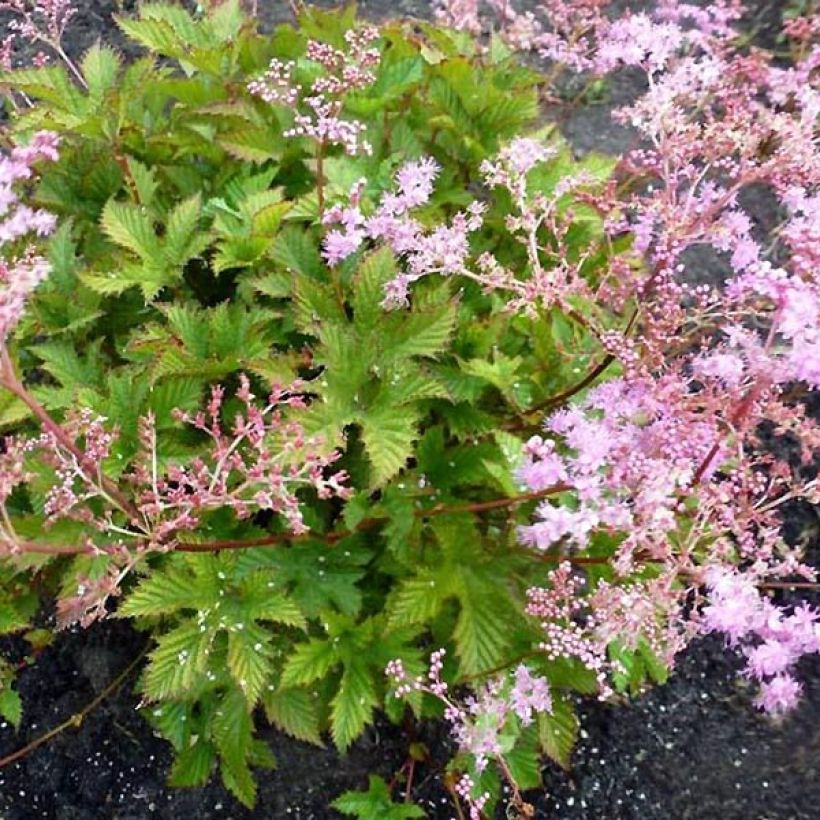 Filipendula ulmaria Rosea - Reine des prés (Plant habit)