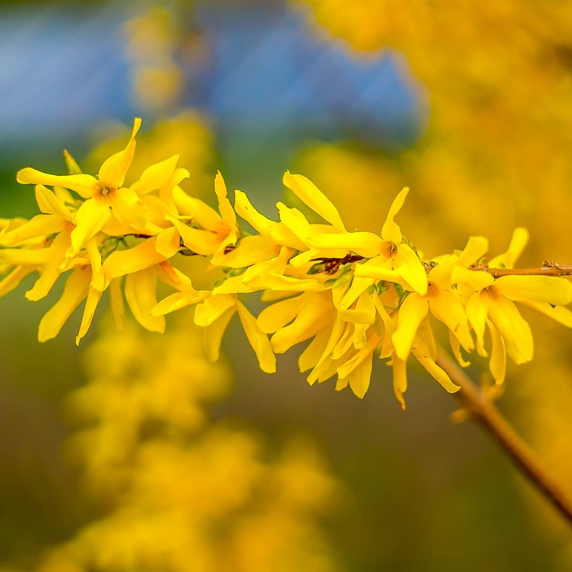 Forsythia Marée d'Or - Mimosa de Paris (Flowering)