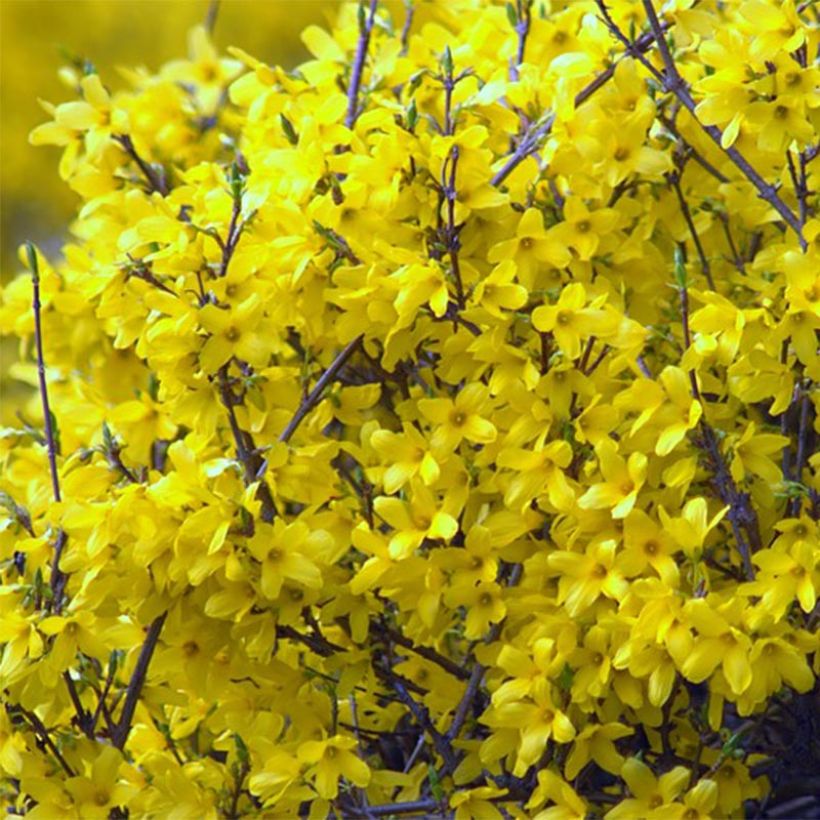 Forsythia Mêlée d'Or - Mimosa de Paris (Flowering)