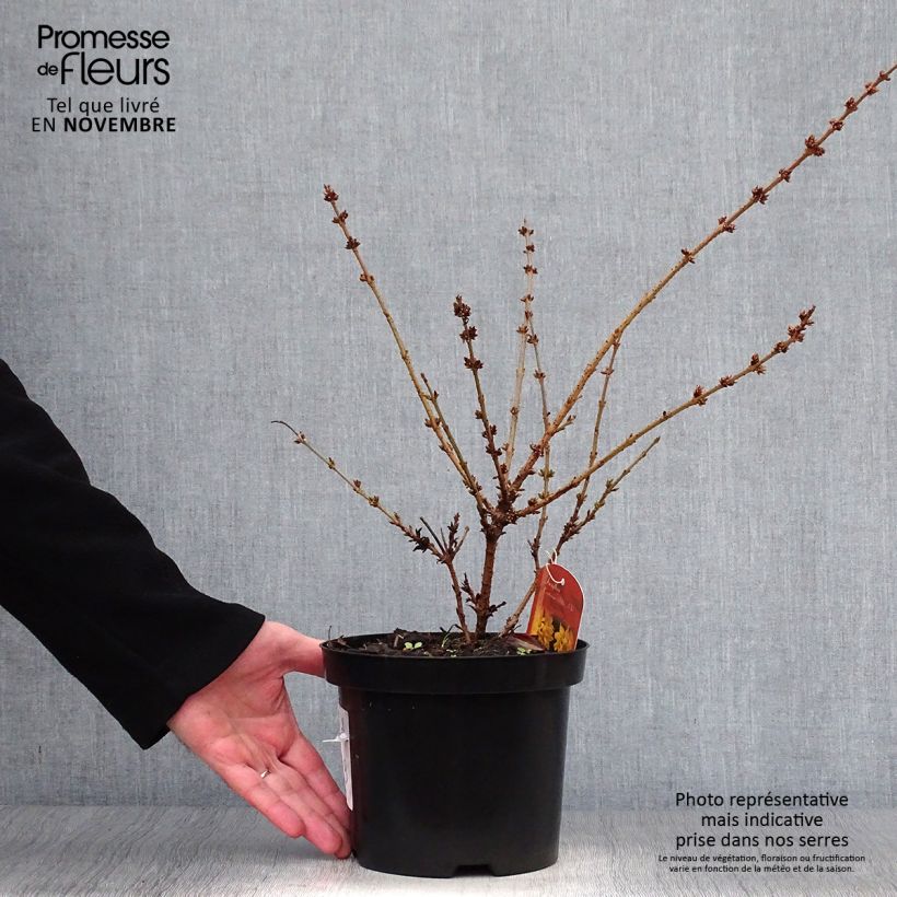 Example of Forsythia Mêlée d'Or - Mimosa de Paris Pot de 3L/4L as you get in automne