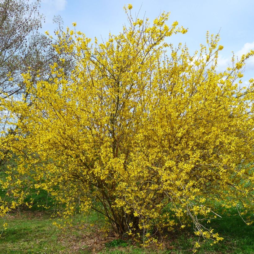 Forsythia intermedia Lyngold - Mimosa de Paris (Plant habit)