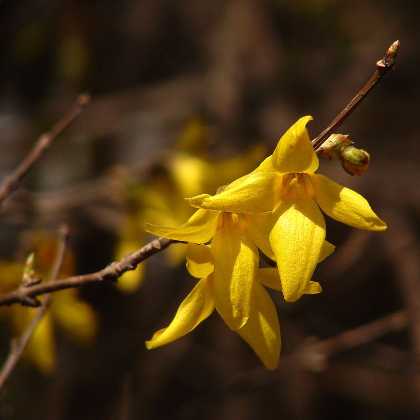 Forsythia koreana Kumsun - Forsythia de Corée -  (Flowering)