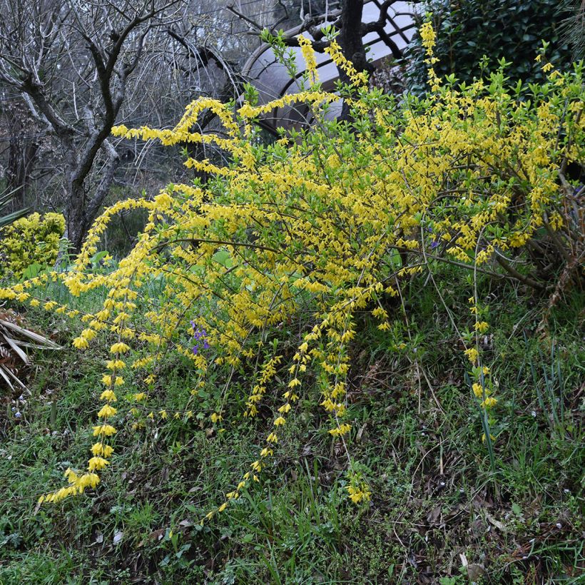 Forsythia suspensa Aurea - Forsythia pleureur (Plant habit)