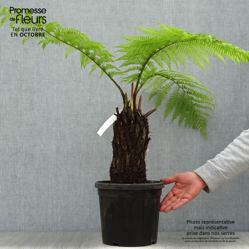 Example of Fougère arborescente - Dicksonia antarctica Pot de 4L/5L, Haute-Tige as you get in automne