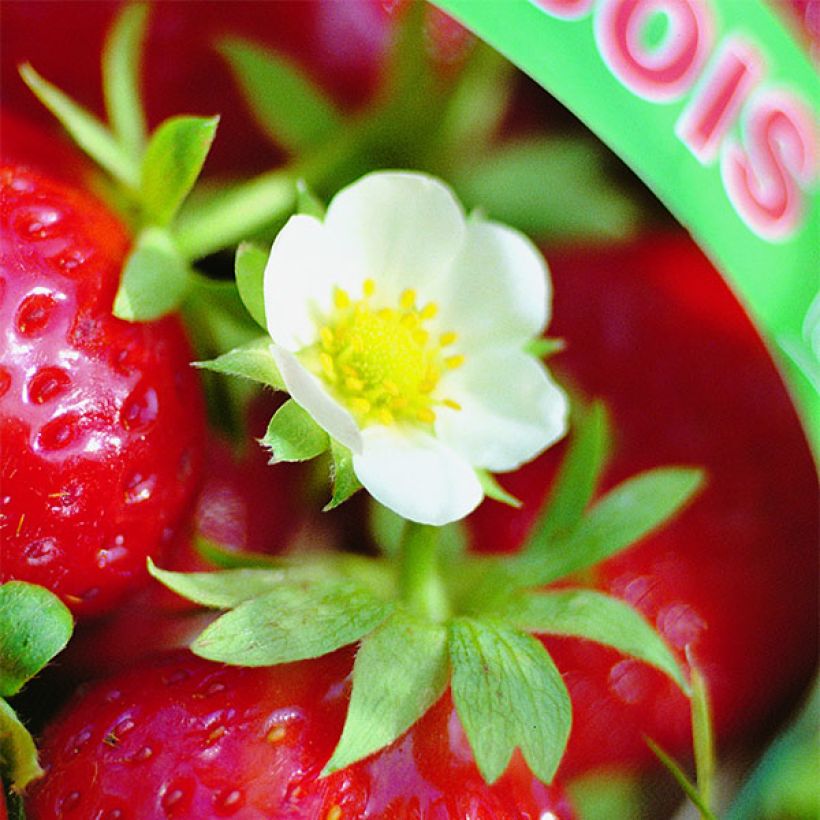 Fraisier Mara des Bois (remontant) (Flowering)