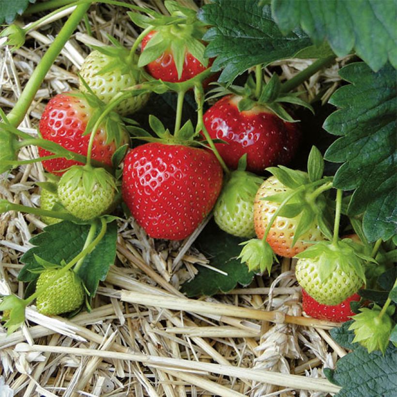 Fraisier Mara des Bois (remontant) (Harvest)