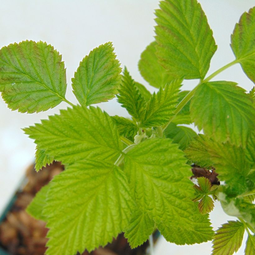 Framboisier Autumn First (remontant ) (Foliage)