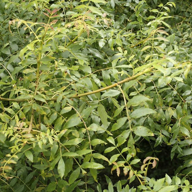 Fraxinus excelsior - Frêne commun (Foliage)
