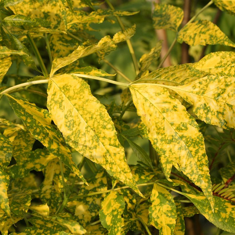 Fraxinus pennsylvanica Aucubifolia - Frêne de Pennsylvanie (Foliage)