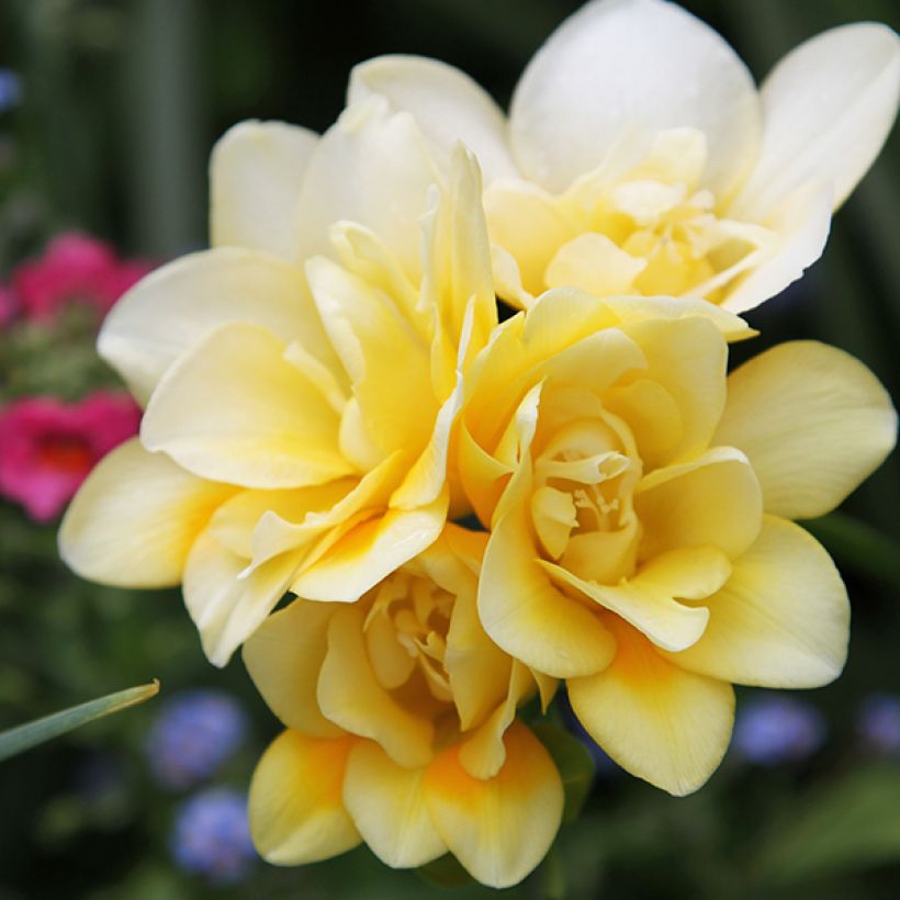 Freesia Double Jaune - Muguet du Cap (Flowering)