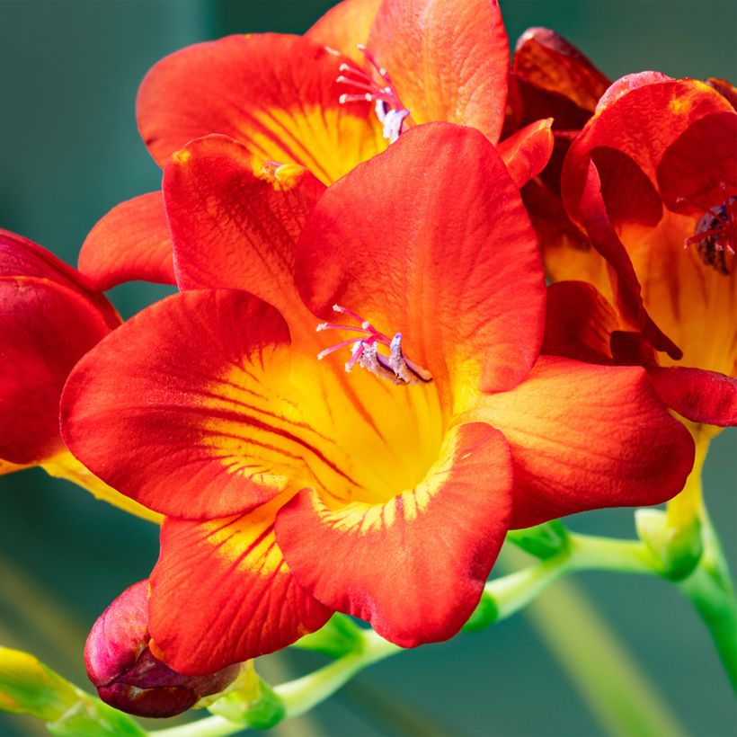 Freesia simple rouge - Muguet du Cap (Flowering)