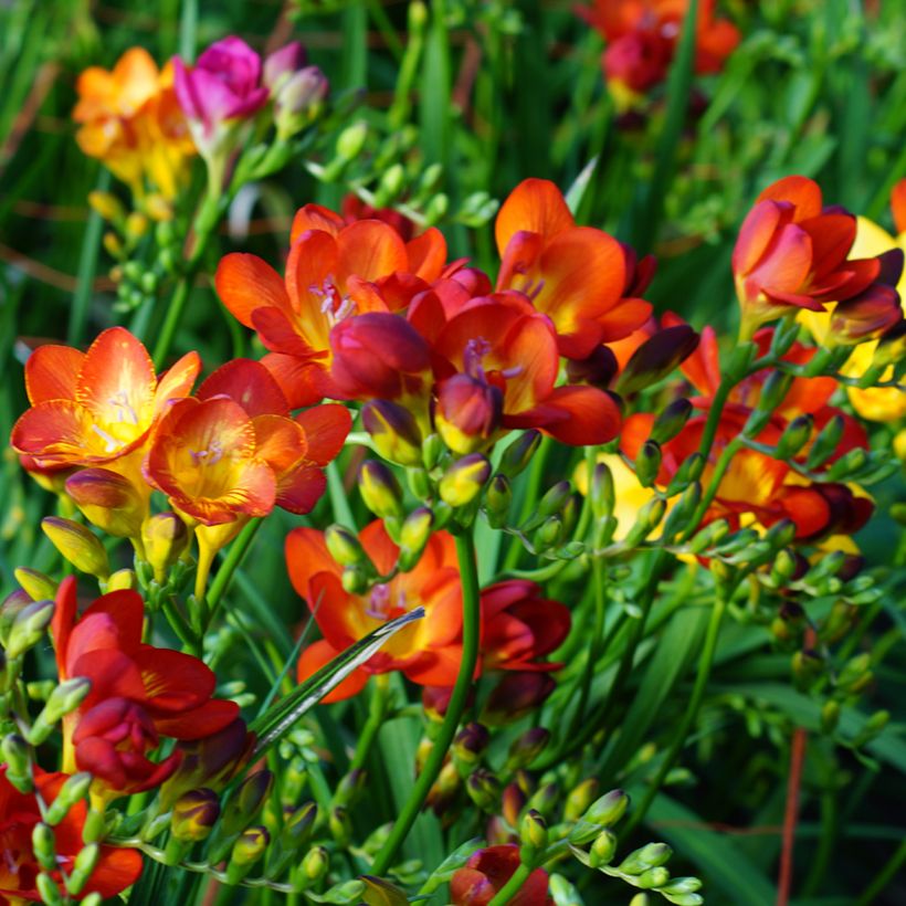 Freesia simple rouge - Muguet du Cap (Plant habit)