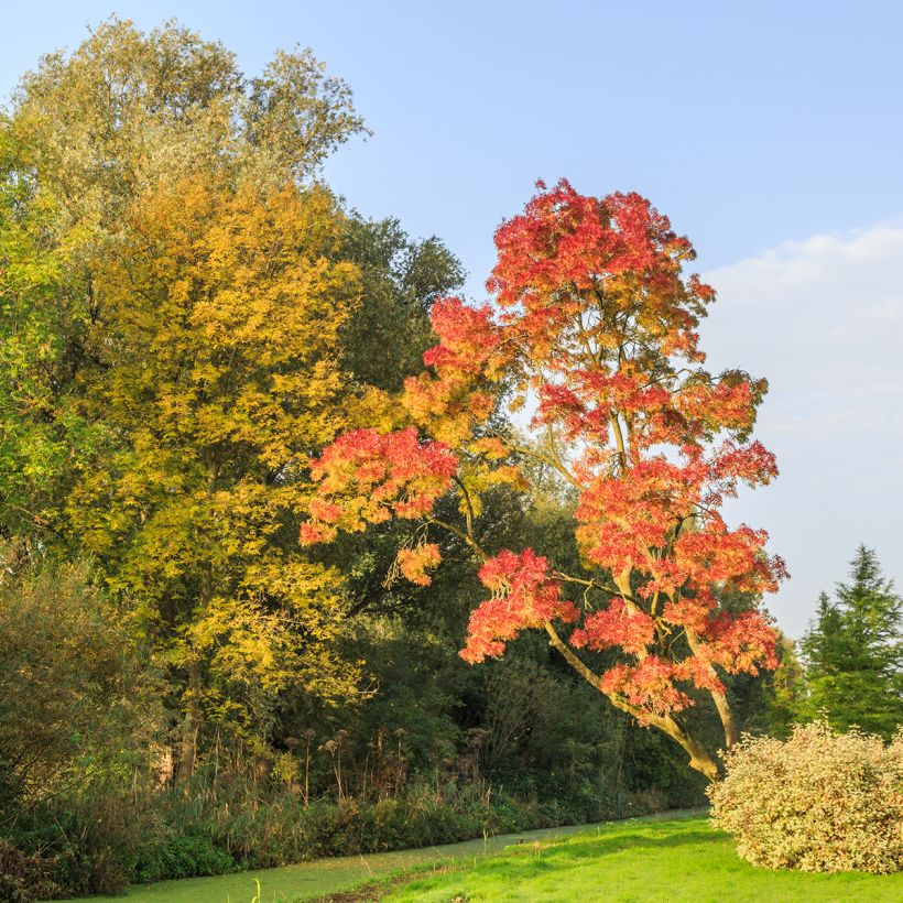 Frêne - Fraxinus angustifolia Raywood (Plant habit)
