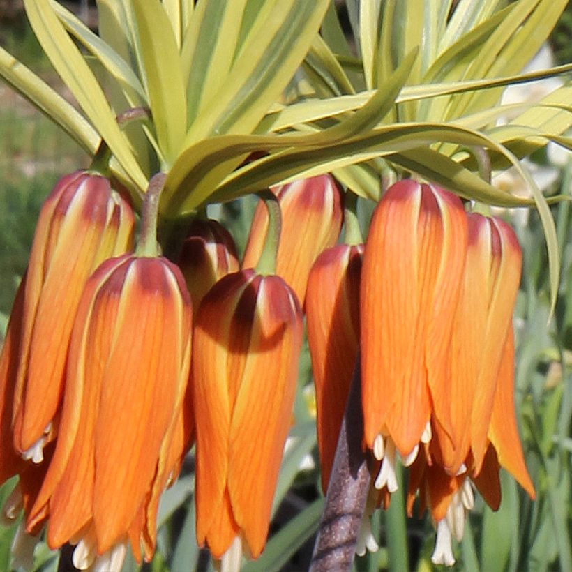 Fritillaire imperialis Argentea variegata (Flowering)